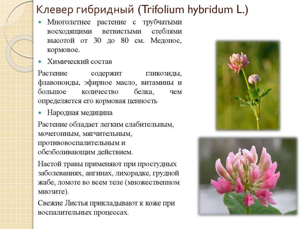Клевер ползучий: фото, особенности строения, дикие и газонные формы