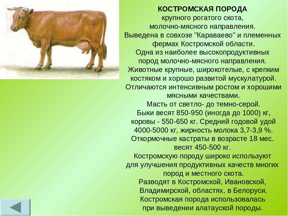 Крупный рогатый скот - описание крс