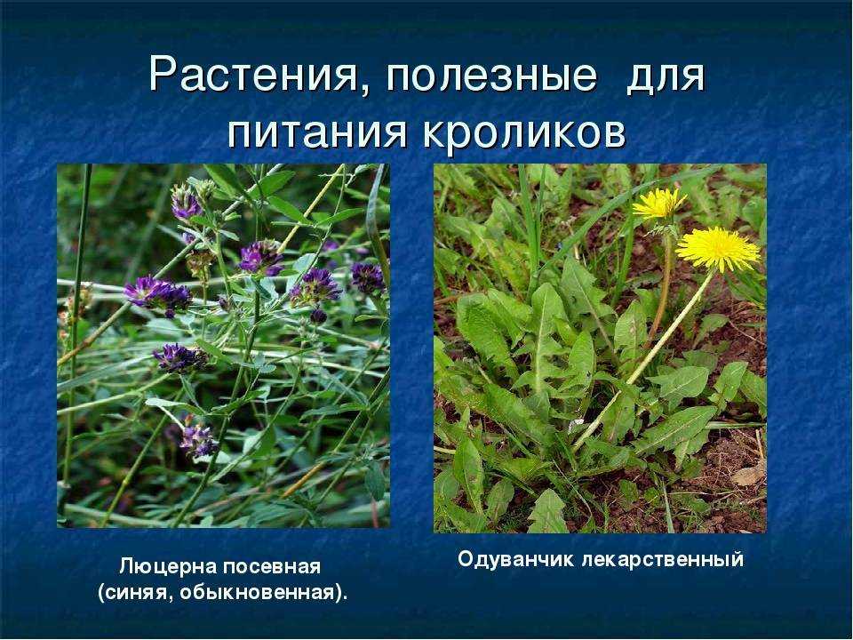 Лучший корм для кроликов - состав и нормы кормов для кроликов