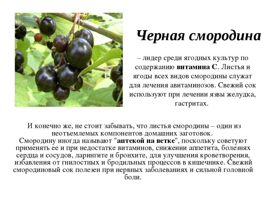 Описание смородины белорусской сладкой — правила посадки, ухода и размножения