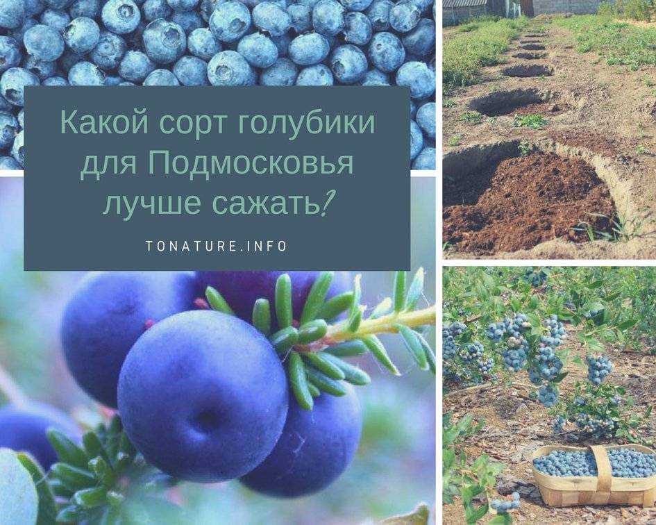 Выращивание голубики в Подмосковье: посадка и уход, лучшие сорта