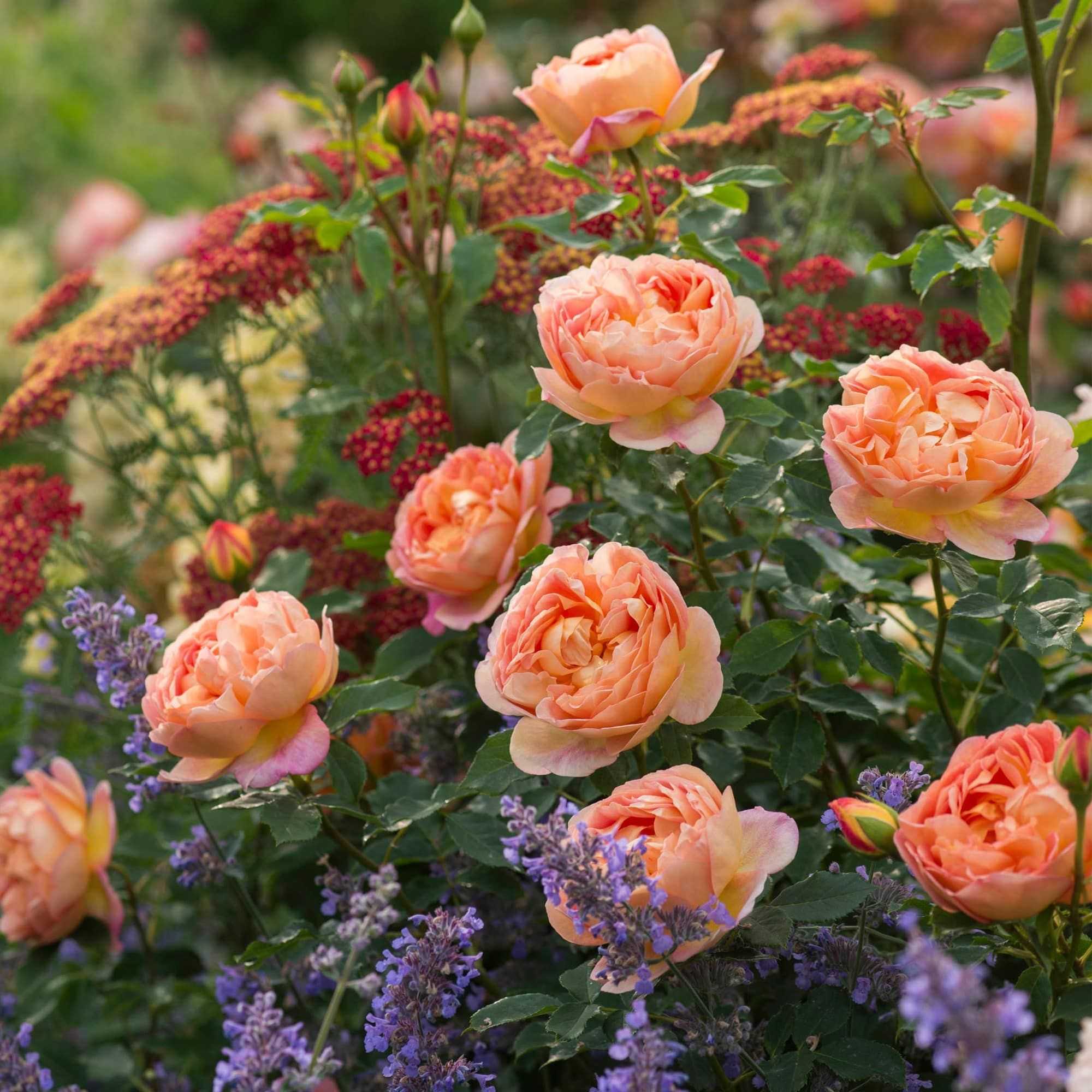 Роза леди оф шалот (lady of shalott) — характеристики шраба