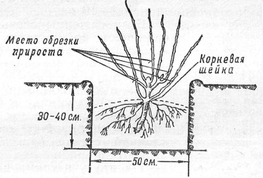 Размножение смородины черенками летом, осенью, весной, в зимнюю пору