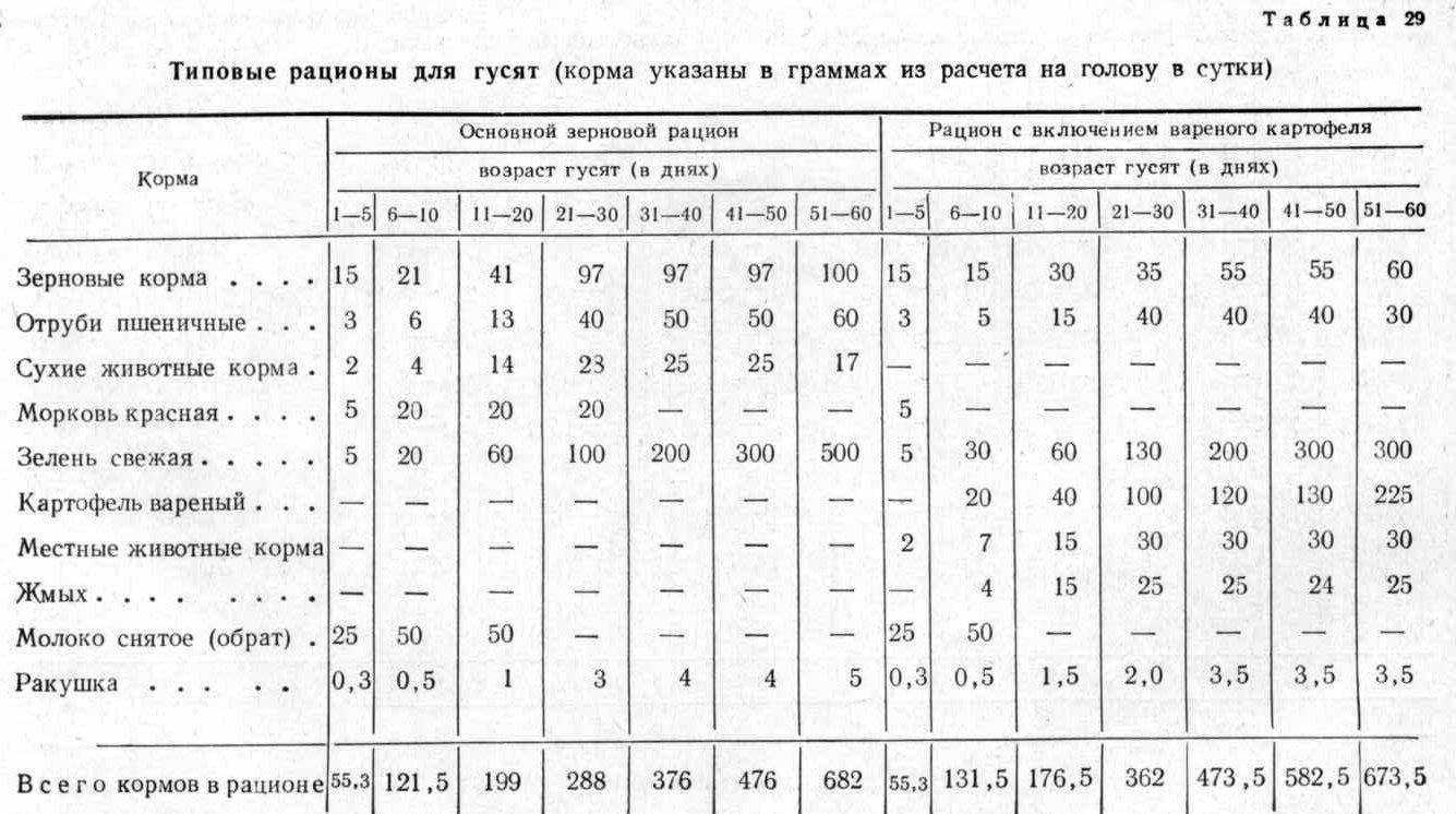 Чем кормить гусей в домашних условиях зимой и летом