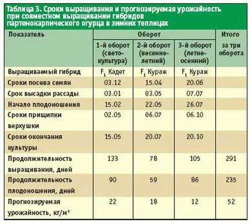 Огурцы в теплице: выращивание, посадка и уход, болезни и вредители
