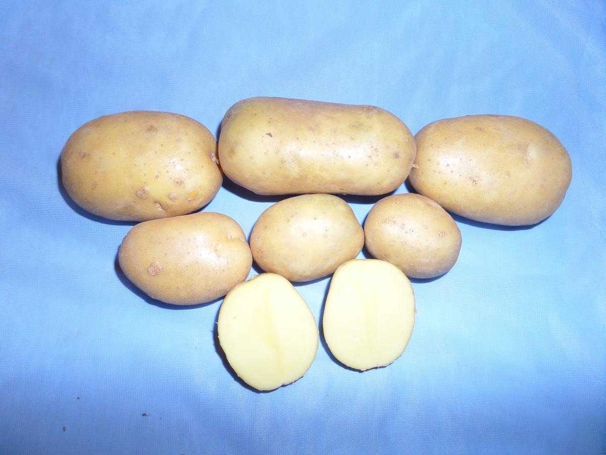 Картофель крона (кроне): описание сорта, фото, отзывы, вкусовые качества, урожайность