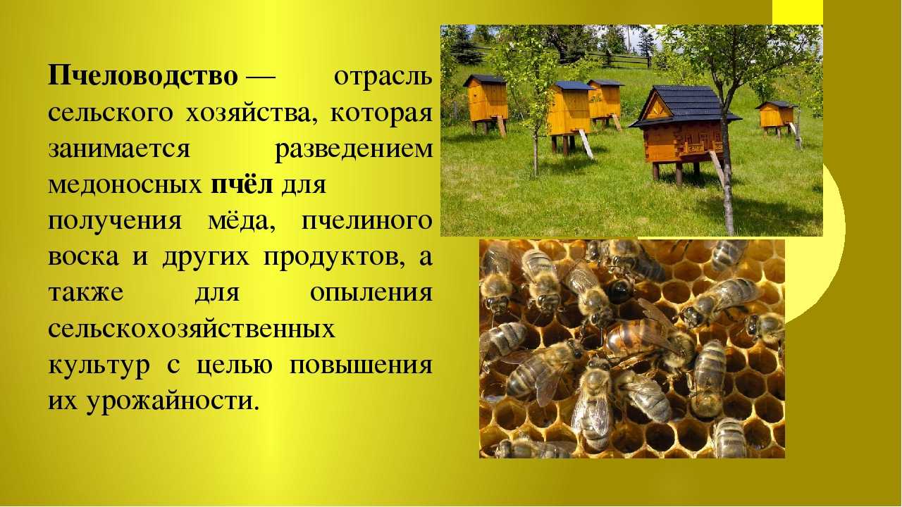 Как быстро увеличить пасеку без ущерба для медосбора | пчелистика.ру