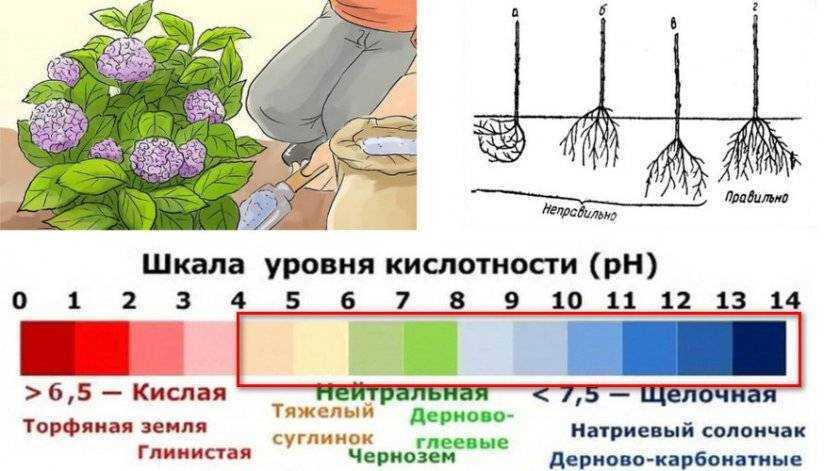Как правильно ухаживать за гортензией в горшке в комнатных условиях? 