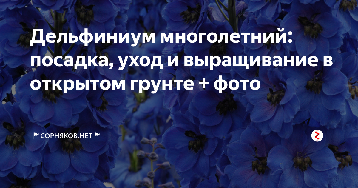 Дельфиниум: посадка и уход в открытом грунте, виды и болезни | клуб цветоводов