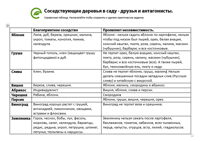 Соседи вишни на участке, что можно и нельзя сажать рядом