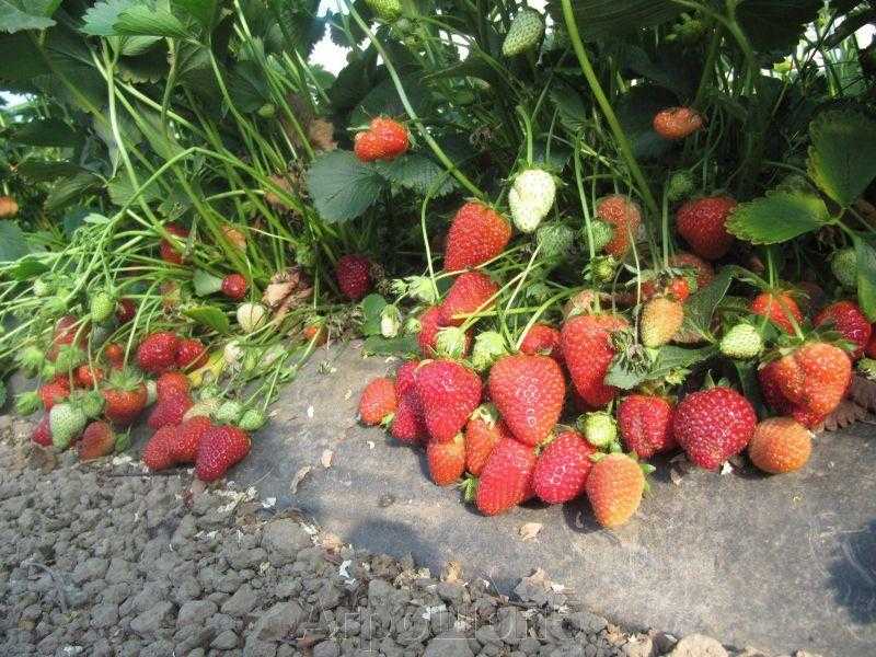Клубника сан андреас - описание сорта, фото, отзывы