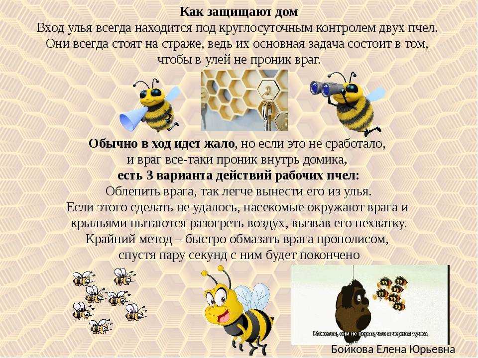 Размножение пчел: как спариваются и рождаются пчелы, как рожают в пчелиной семье