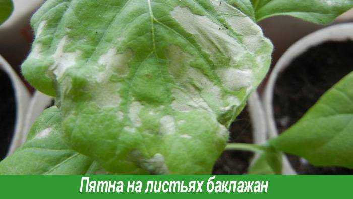 Листья рассады баклажанов: что делать, если скручиваются, почему семядольные морщинистые, волнистые и сворачиваются, также причины деформации и фото гофрированных
