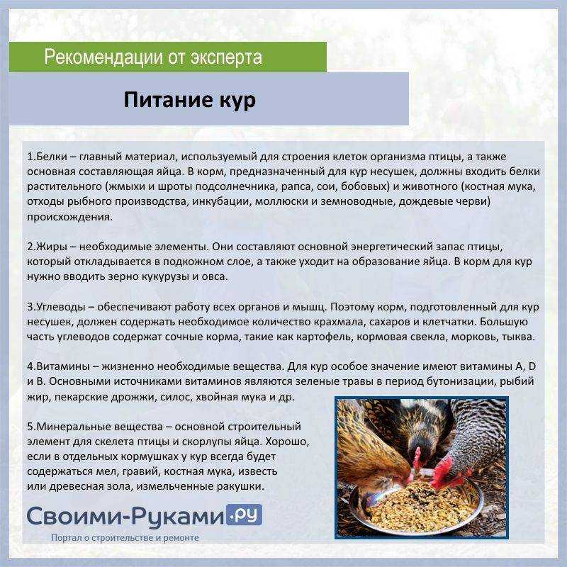 Комбикорм для кур своими руками — рецепт и технология приготовления