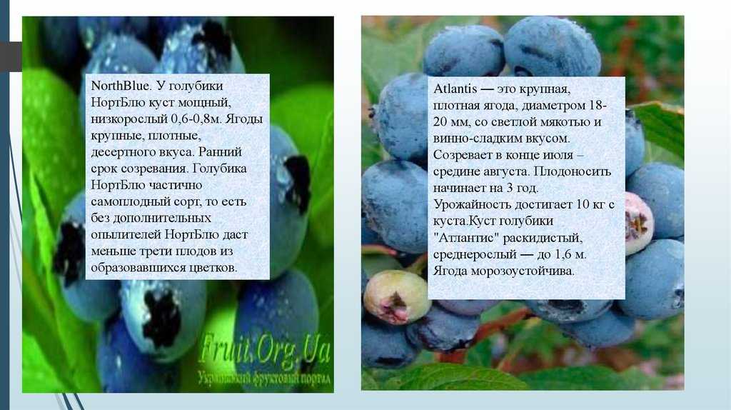 Голубика норт блю: описание садового сорта, фото, характеристики, какие опылители подойдут, отзывы, правила выращивания, плюсы, минусы, похожие виды