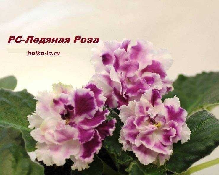 Фиалка "ледяная роза": фото и описание сорта, что обозначает сокращение "рс", правила ухода за сортовой фиалкой