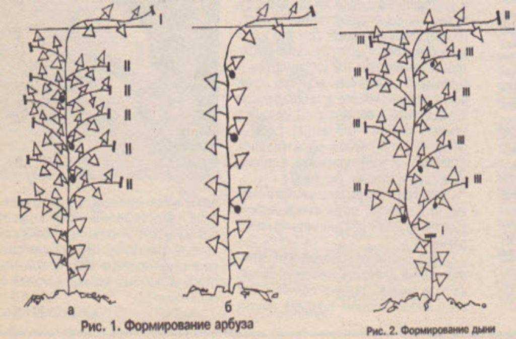 Как формировать арбузы в открытом грунте