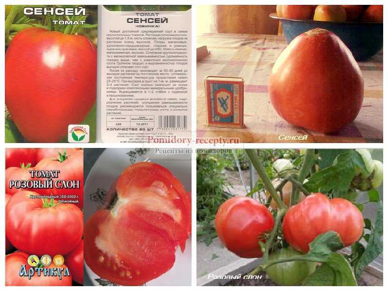 Томат сенсей: отзывы (14), фото, урожайность, описание и характеристика | tomatland.ru
