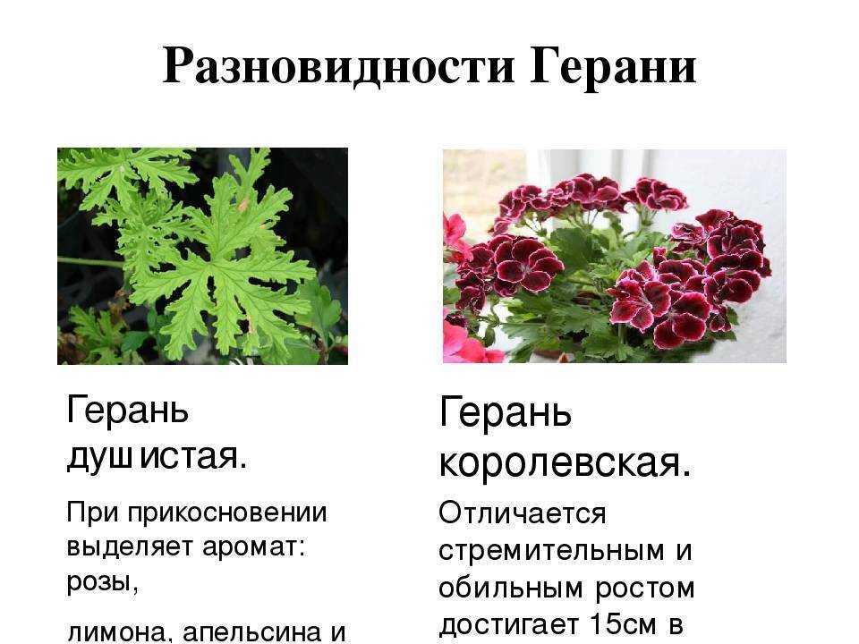 Пеларгония: уход в домашних условиях (+фото)