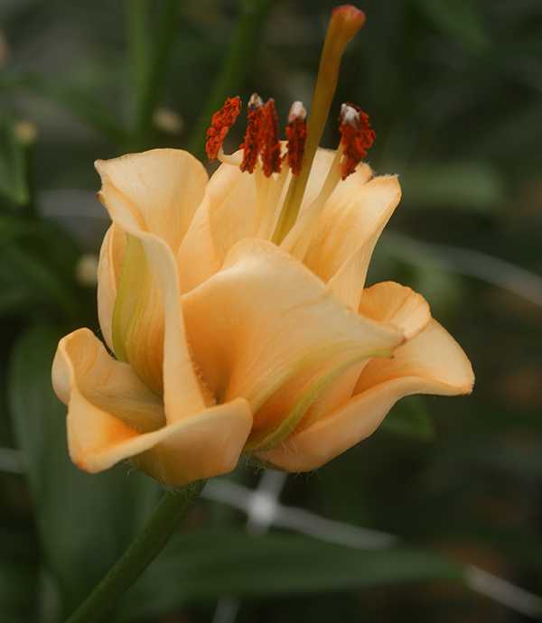 Лилия от — гибрид apricot fudge