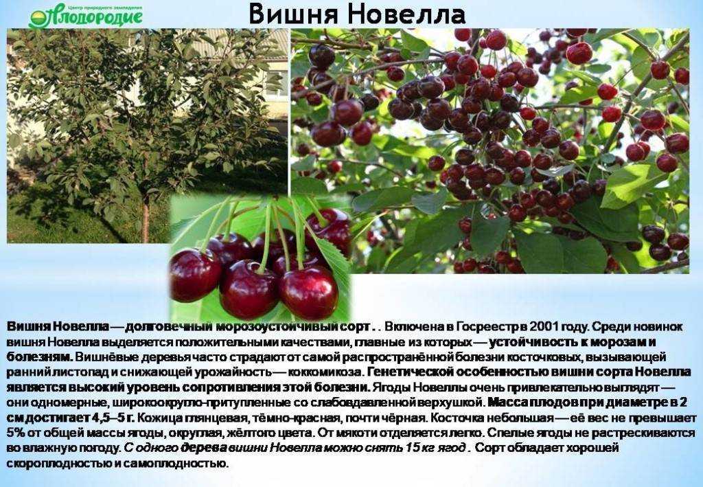 Описание 25 лучших сортов вишни для урала и сибири, посадка и уход в открытом грунте