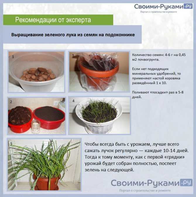 Многолетние луки на зелень, которые я рекомендую выращивать всем. польза, виды, выращивание. фото — ботаничка