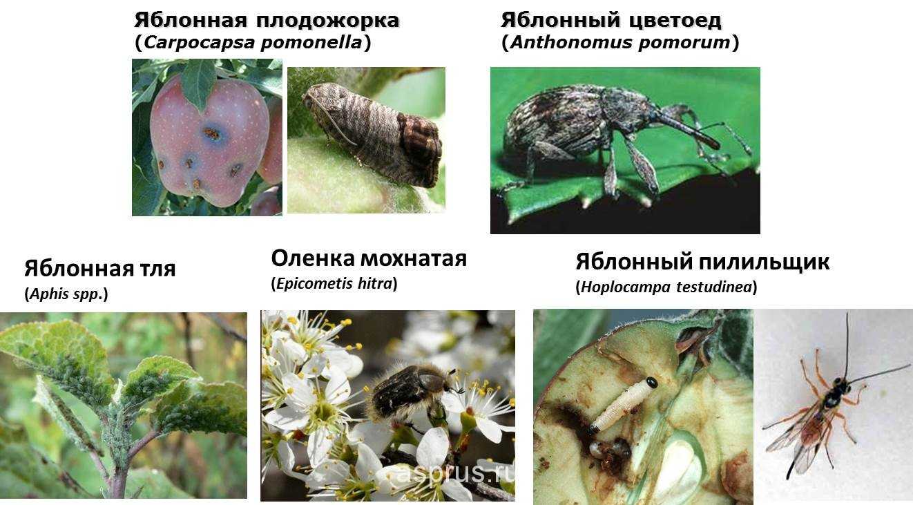 Яблоневый цветоед: признаки появления, как бороться, меры профилактики