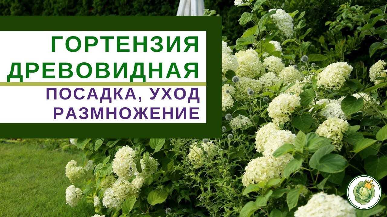 Гортензия: описание, виды, посадка, уход | (90+ фото)