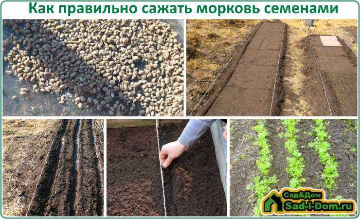 Посадка моркови весной – как правильно посеять семена?