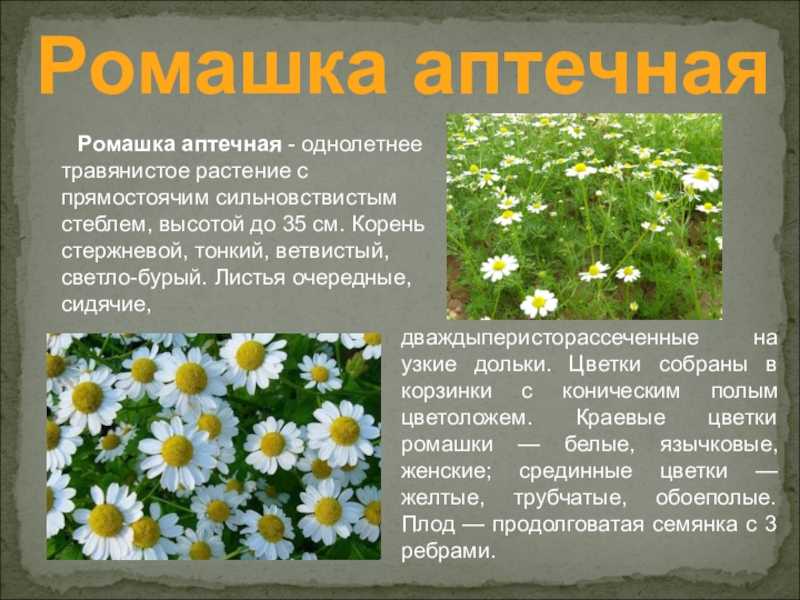 Хризантемы ромашковые: описание 27 лучших сортов и видов, правила посадки и ухода