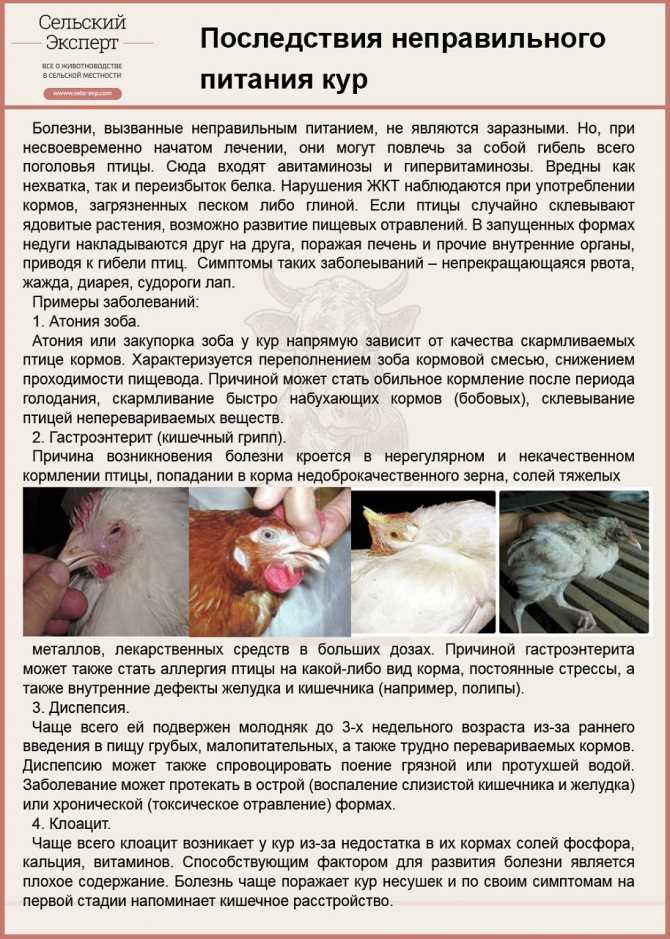 Внезапно сдохла курица. что это может быть? - домашняя птица - страна мам