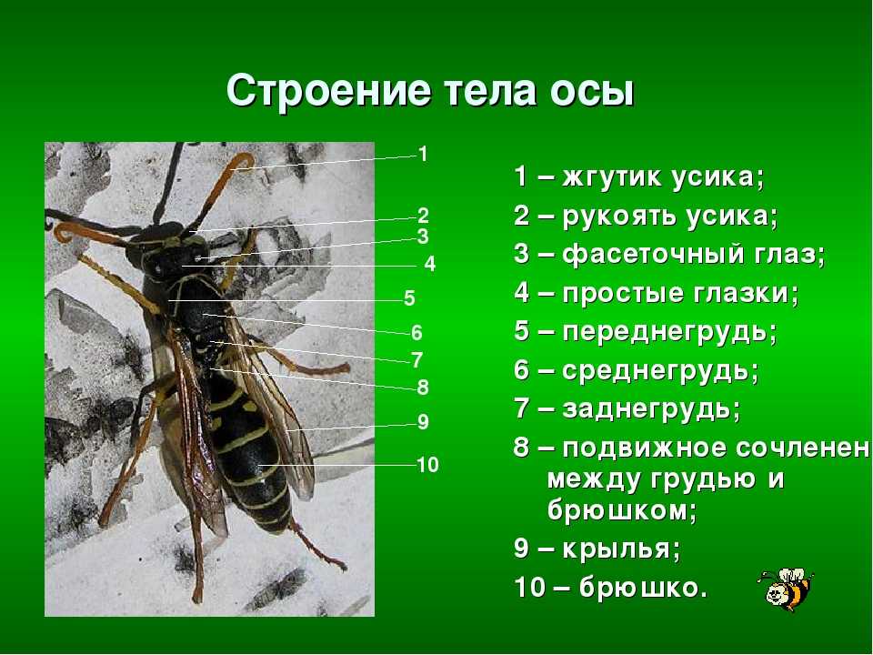 Оса насекомое. описание, особенности, образ жизни и среда обитания осы