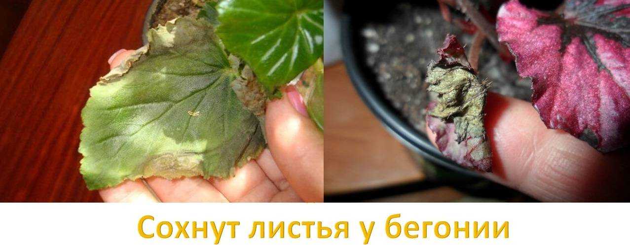 Из-за чего нет цветения у бегоний, а есть рост: причины, заболевания, вредители
