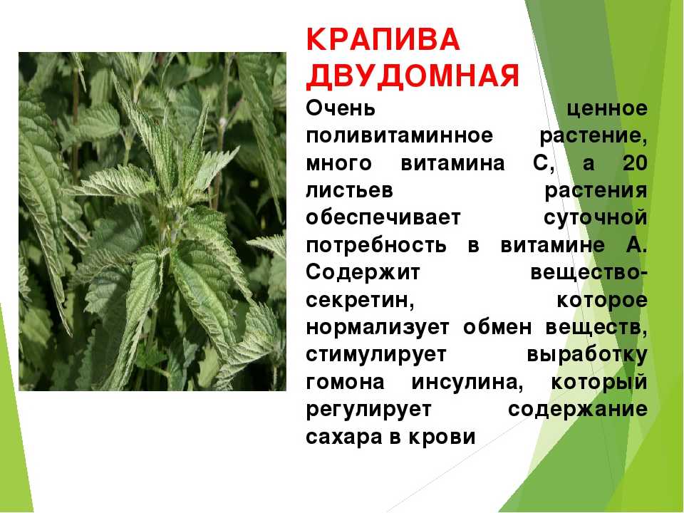 Крапива, виды и описание, лечебные свойства, противопоказания и применение