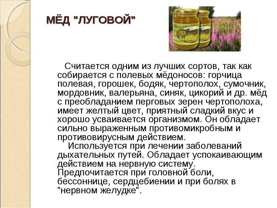 Подорожник: лечебные свойства, применение в народной медицине, рецепты, противопоказания