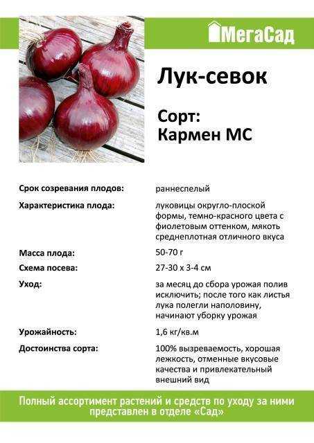 Лук под зиму: какие сорта, как и когда сажать в сибири, на урале по срокам и в 2023 году