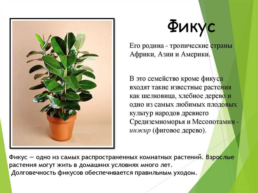 Красавица бегония вечноцветущая — секреты выращивания и правила ухода в домашних условиях и в саду