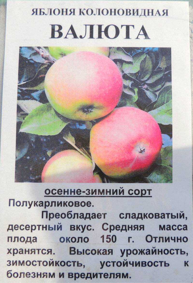 Описание сорта яблони валюта: фото яблок, важные характеристики, урожайность с дерева