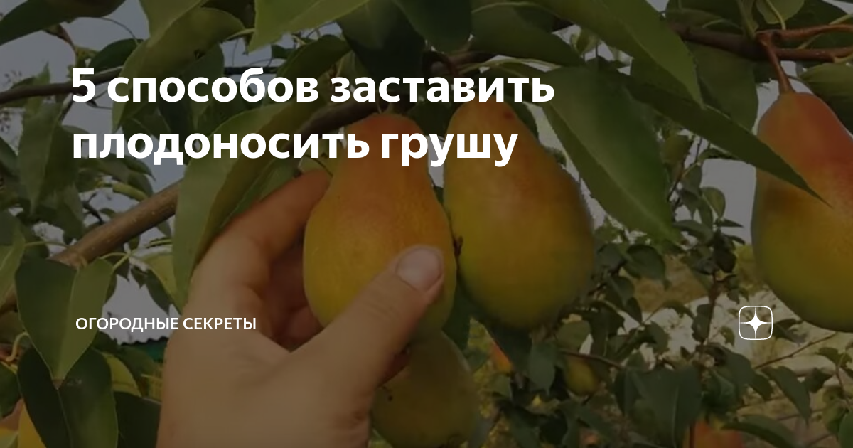 Почему груша не плодоносит? в чем причина и что делать, если груша не цветёт или сбрасывает цветы - автор екатерина данилова - журнал женское мнение