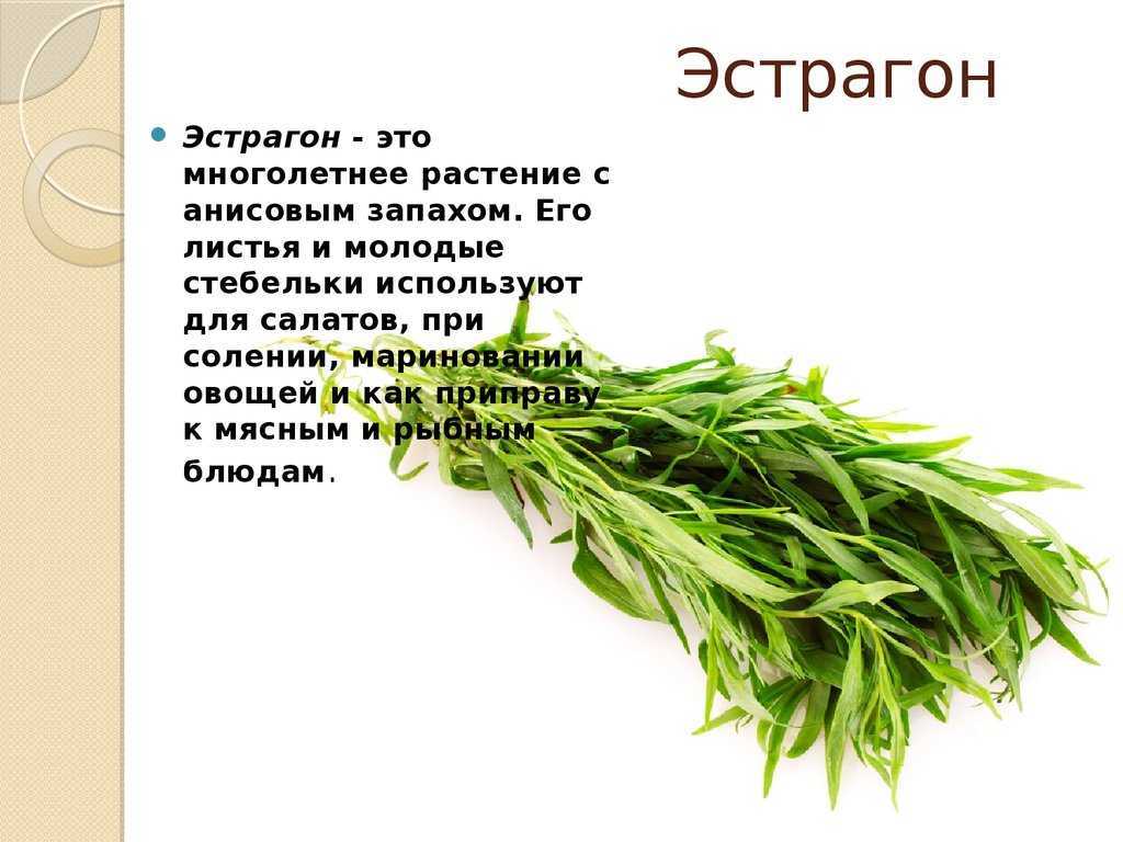 Эстрагон: целебные свойства полыни