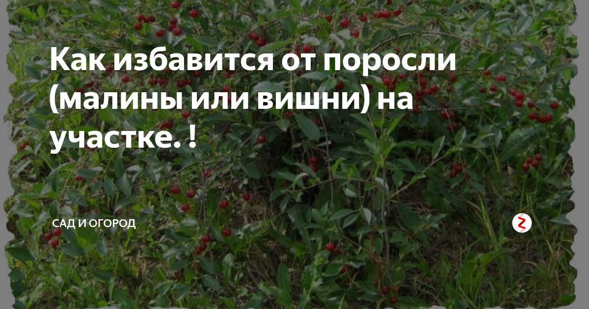 Как избавиться от поросли сливы навсегда: в саду, в огороде, на дачном участке