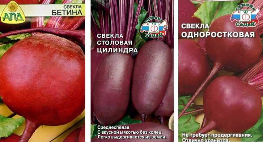 Лучшие сорта свеклы