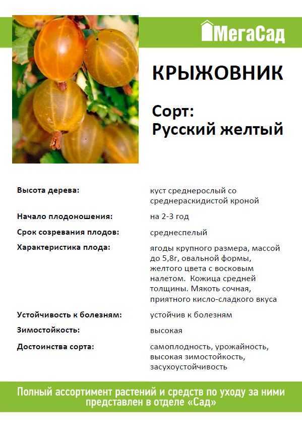 Крыжовник посадка и уход в открытом грунте, фото сортов, выращивание и размножение, болезни и удобрения