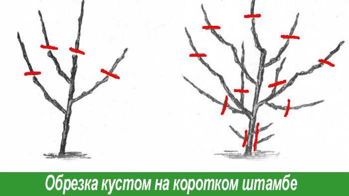 Обрезка черной смородины весной для начинающих: описание и особенности